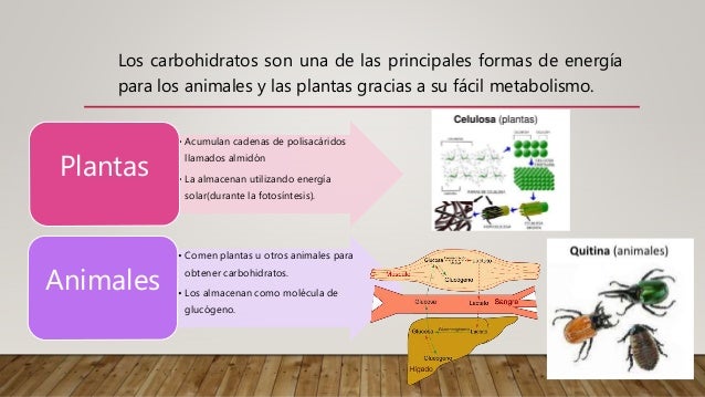 carbohidratos en las plantas carbohidratos en las plantas